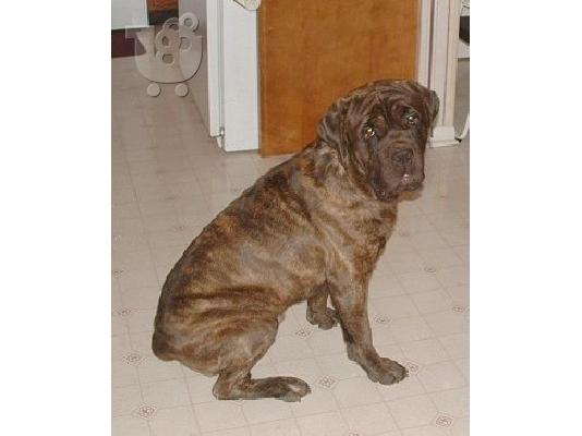 PoulaTo: Ιταλικά Cane Corso
